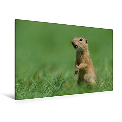 Premium Textil-Leinwand 120 cm x 80 cm quer, Bild 12 | Wandbild, Bild auf Keilrahmen, Fertigbild auf echter Leinwand, Leinwanddruck (CALVENDO Tiere)