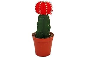 Exotenherz - Gymnocalycium mihanovichii - cactus de fraise - rouge - pot de 5,5 cm