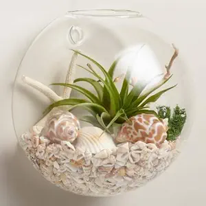 RS INDUSTRIES (SE115) Wall and Wood Unique Shape Trend Glass Hanging Terrariums Planter with Free Pebbles for Hydroponics Plants, Home Office Living Room Decor, Oblate (Clear, 8 inch, 10x12x16)