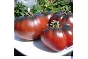 Tomate ''Noire de Crimee'' 25 x Graines 100% Naturelles sans Propagateurs Chimiques ni Génie Génétique - du Portugal