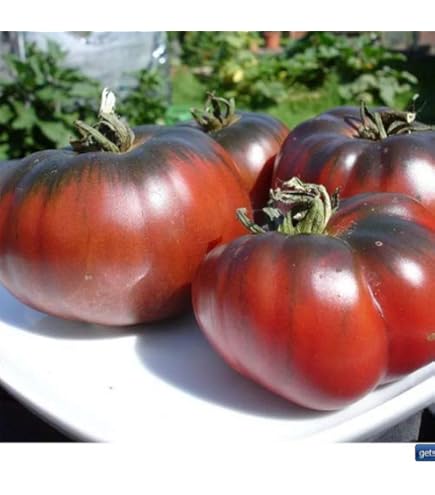 Semi Orto USA Semi Di Pomodoro Ciliegino Grande - Varietà Medicinale E Antiossidante, 25 Semi, Per Orto Domestico, Frutta Sana Echinacea Semi - Foto 8