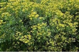 PAGANO DOMENICO E FIGLI SEMENTI DAL 1954 RUTA GRAVEOLENS NR.100 SEMI