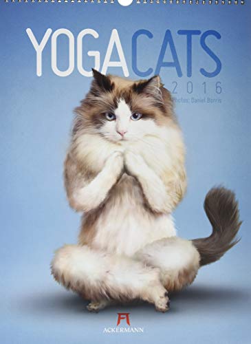 Yoga Cats 2016
