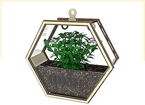 Fing Wall Hanging Flowers Vector Pot Hexagon Gardening Pots for All House Plants for Table Home Office Wedding Decoration