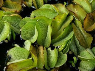 gemischtes Pflanzensortiment mit 25 Pflanzen Teichpflanzen Teichpflanze Teich - 5