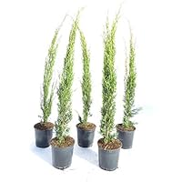 Suchergebnis auf Amazon.de für: Zypresse: Garten