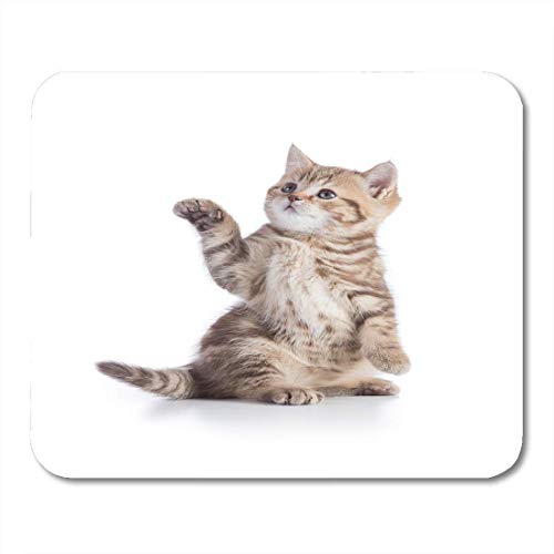 Holiday Gift, Mouse Pads Beautiful Brown Adorable Kitten Cat Standing with Pointing Paw White Animal Breed Mouse Pad for notebooks,Desktop Computers mats 7.2 x 8.7