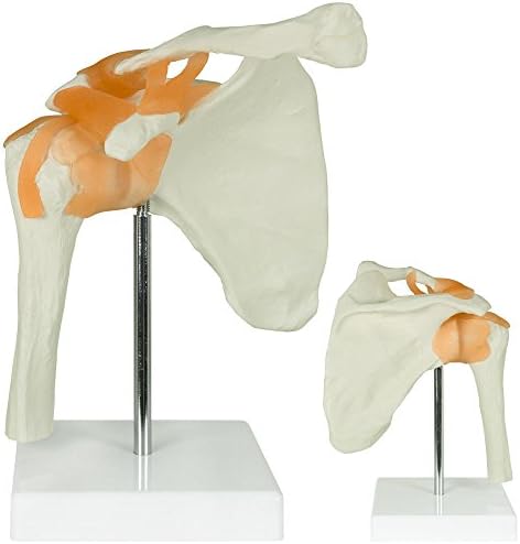 Shoulder Skeleton Anatomy Anatomical Human Model Life Size Bones Ligaments MedMod
