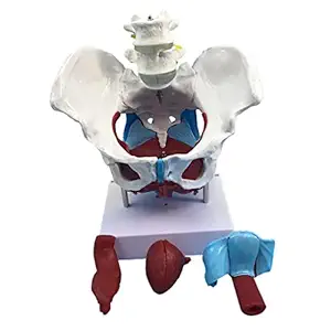 Aswadh Highly Detailed 1:1 Lifesize Human Female Pelvis Model w/ Floor Muscles Educative Teaching Kits Lab Supplies 57020217AWH