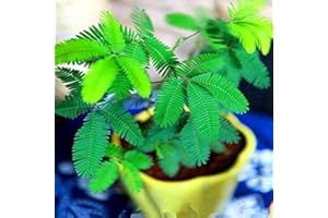 POTSEED Nouvelle arrivée! 100 pcs/Sac Rare Honte Balcon Mimosa pudica Graines Plantes en Pot de Feuillage Sensitive Fun Bashfulgrass Seeds 1