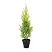 Produktbild Set 2 x Künstliche Zypresse Spring im Dekotopf, 60 cm - wetterfest - Künstlicher Zeder / Künstliche Konifere - artplants