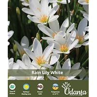 Rain lily | Indoor & Outdoor Rare Variety | Pack of 2 Best bulbs | by Udanta®(White)