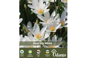 Rain lily | Indoor & Outdoor Rare Variety | Pack of 2 Best bulbs | by Udanta®(White)