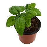 pasta al pesto de albahaca con nueces  Albahaca Hoja Ancha para Pesto Planta Natural 10cm Ocimum Basilicum