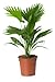 Produktbild Alu-Dibond-Bild 80 x 120 cm: "Livistona Rotundifolia palm tree in flowerpot", Bild auf Alu-Dibond