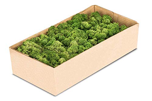 NaDeco Islandmoos Natur und gefärbt 15 Farben zur Auswahl Rentier Moos in moosgrün Reendier Moos Deko Moos Bastel Moos Dekomoos