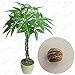 Produktbild Pinkdose® NEW Braid pachira big money tree seeds bonsai tree seeds money tree seeds, 1 seeds/pack
