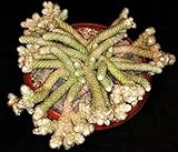 Envio internacional Farmerly Avonia papyracea, exÃ³tico Succulent Rare semilla Cactus Anacampseros Plant 50 semillas