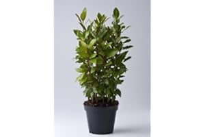 Alloro "Laurus nobilis" pianta aromatica sempreverde a cespuglio da siepe fitta in vaso Ø12 h. 20/30 cm Vivaio di Castelletto