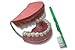 Price comparison product image JPM Giant Tooth/Dental Brushing Model and Giant Toothbrush
