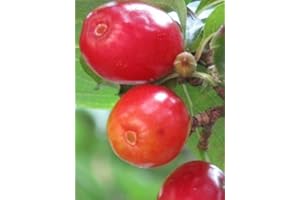 Tree Seeds Online - Orchard Collection. Fruit and Nut Trees. Over 90 Seeds x1 Packs