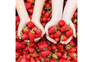 ZIELONYOGROD Plants de fraisiers 'Senga Sengana' la variété de fraise la plus sucrée du mois de mars - Parfait pour les confitures et les jus - Set de 10 plants FRAISES - Super fruit pour le jardin et le balcon