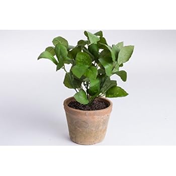 Amazon.de: Deko Küchenkräuter Set, 6 Stück, 12-21 cm