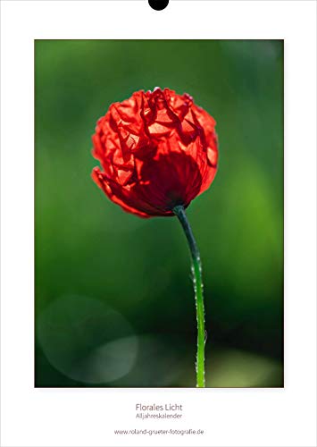 A3 Wandkalender, Florales Licht, Alljahreskalender