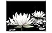 Produktbild TOP Bild auf Leinwand WEIßE SEEROSEN 80 x 60 cm Art-Nr. A00778 FLOWER Moderne Bilder fertig gerahmt auf echtem Keilrahmen. Kunstdruck als Wandbild auf Rahmen. Günstiger als Ölbild Gemälde Poster Plakat mit Bilderrahmen riesig! Günstig MADE IN GERMANY