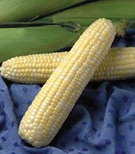 Preisvergleich Produktbild GEOPONICS Kalter Hardy Palm Serenoa (Saw Palmto-Grün)