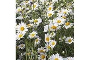 JUST SEED JustSeed British Wild Flower - Oxeye Daisy Ox Eye - Leucanthemum vulgare - 3g - 9000 Seed
