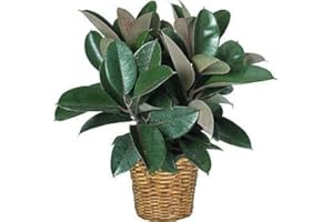 SVI Ficus Elastica gomma Albero 8 Seeds