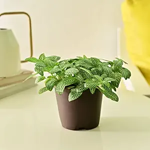 Plantoos Fittonia Green Nerve Live Plant with Pot