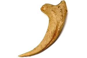 TENET CRIGEMA - FOSSILI (ARTIGLIO DI VELOCIRAPTOR (REPLICA))