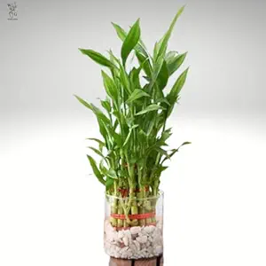 Wood Gibbs Three Layer Lucky Bamboo Plant In Glass Pot 4 Inch (Cylinder)