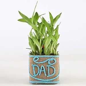 Ferns N Petals 2 Layer Lucky Bamboo Plant in Jute Dad Printed Pot