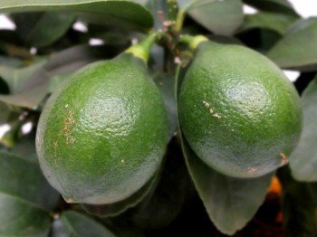 CITRUS Limon (Zitrone) 90 cm mit Früchten - 2