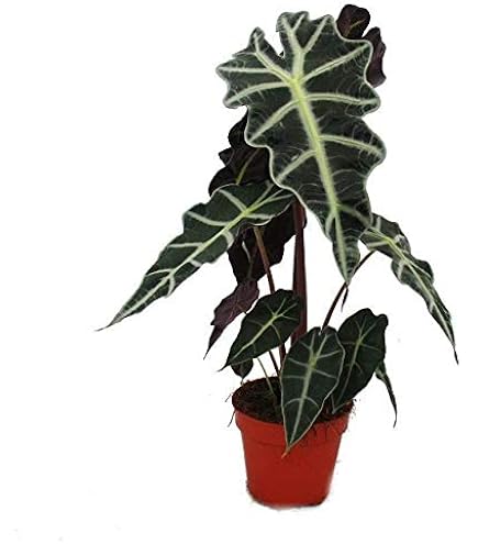 Alocasia Zebrina 'Siberian Tiger'  Exotische Elefantenohr Zimmerpflanze  (ca. 80 cm) | Tropische Grnpflanze mit aufflligem Zebramuster |  Luftreinigend & dekorativ fr Zuhause & Bro : Amazon.de: Garten