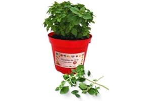 P. Piantine da Orto | Origano, Pianta in Vaso Diametro 14 cm, Pianta Pronta per il Trapianto, Pianta Vera da Esterno, Piantina Aromatica per Balcone o Terrazzo, Vivaio Italiano