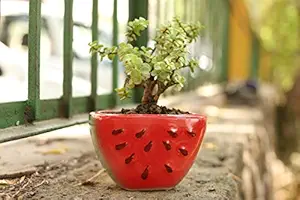 Lyallpur Stores Watermelon Ceramic Planter - Medium (Green & Red Color, 9 cm) Plant Not Included
