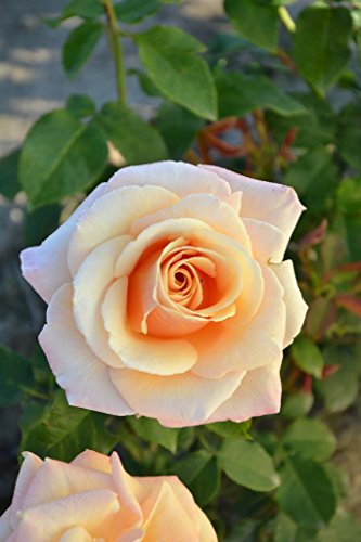 Duftrose d. Provence Paul Richard de Meilland im 5 Liter Rosentopf