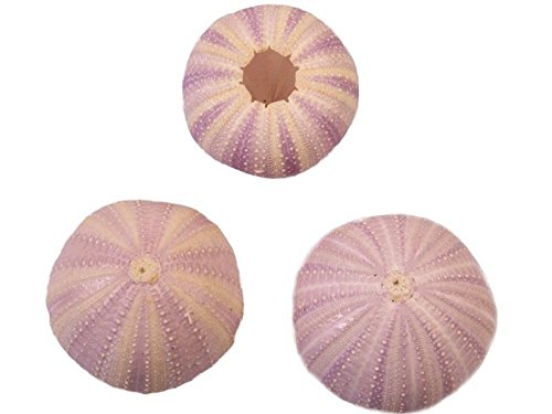 NaDeco® Seeigel Gehäuse lila | Tripneustes gratilla | Seeigelgehäuse | maritime Dekoration - 2