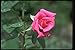 Produktbild 084051 Grandiflora Rose _Prima Donna_ A4 Photo Poster Print 10x8