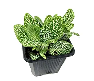 Plants Villa Live Fittonia Green Leaves Ornamental Plant With Pot