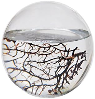 EcoSphere Closed Aquatic Ecosystem, Medium Sphere