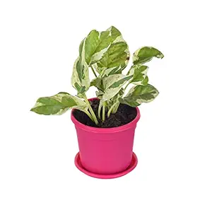 Mali Nursery Cryptanthus Bivittatus Plant