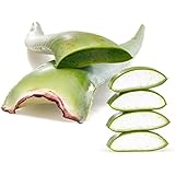 1 x Bio Aloe Vera Blatt aus Spanien ganz frisch, vollkommen unbehandelt, natur