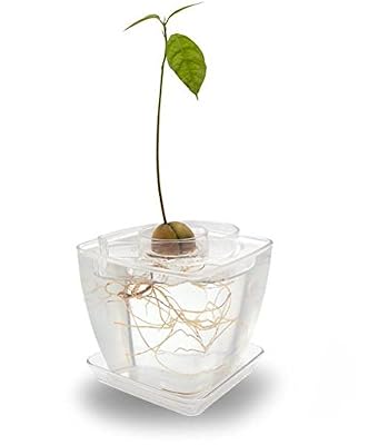 Avoseedo - Pot De Fleur - Avocat à faire pousser- Idée Coffret Cadeau Pour Homme / Femme (AvoSeedo Vert + Pot Transparent) Plantes vertes d’ Intérieur - Idee de Décoration Design pour la Maison (Transparent / Transparent)