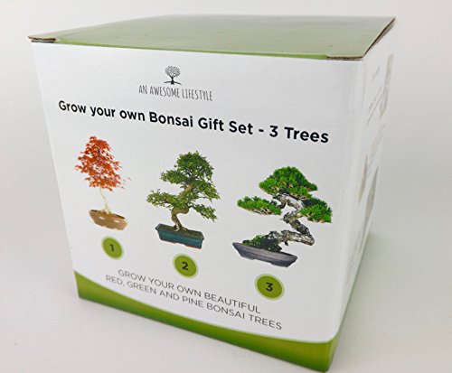 3x BONSAIBAUM SAMEN SET - Züchten Sie ihre eigenen Bonsaibäume - Geschenkset. Bonsaisamen, Pflanztöpfe, Messstäbchen, Anleitung. Japanische Rotkiefer (Pinus Densifora) Amerikanischer Amberbaum (Liquidambar Styraciflua) Rot-Ahorn (Acer Rubrum)