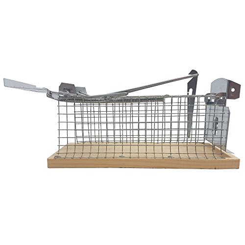 proheim Mause-Falle 15 cm 2er Sparset Lebend-Falle für Mäuse tierfreundliche Drahtkasten-Falle mit 1 Eingang hygienische Tierfalle - 5